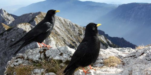 Bergdohlen Mittagskogel